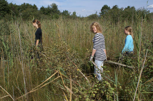 Evacuation de buissons
