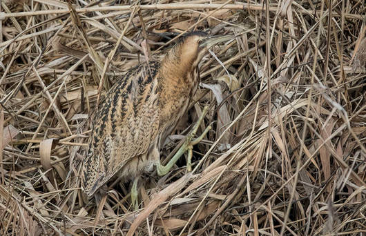 butor@philippe.noverraz