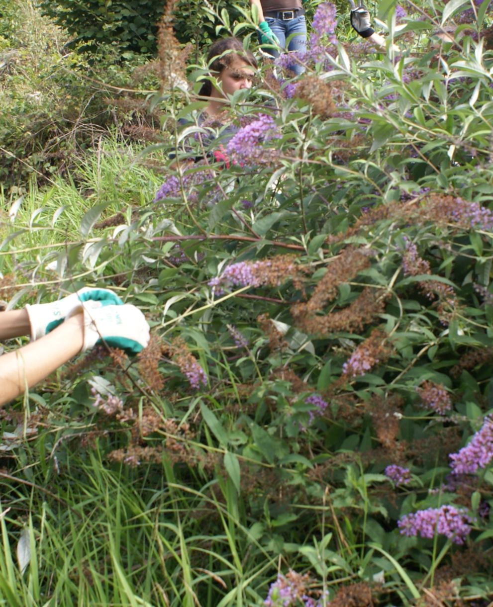 Jeunes bénévoles au travail en pleine nature